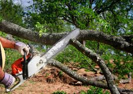 Best Tree Preservation Services  in Fulton, NY